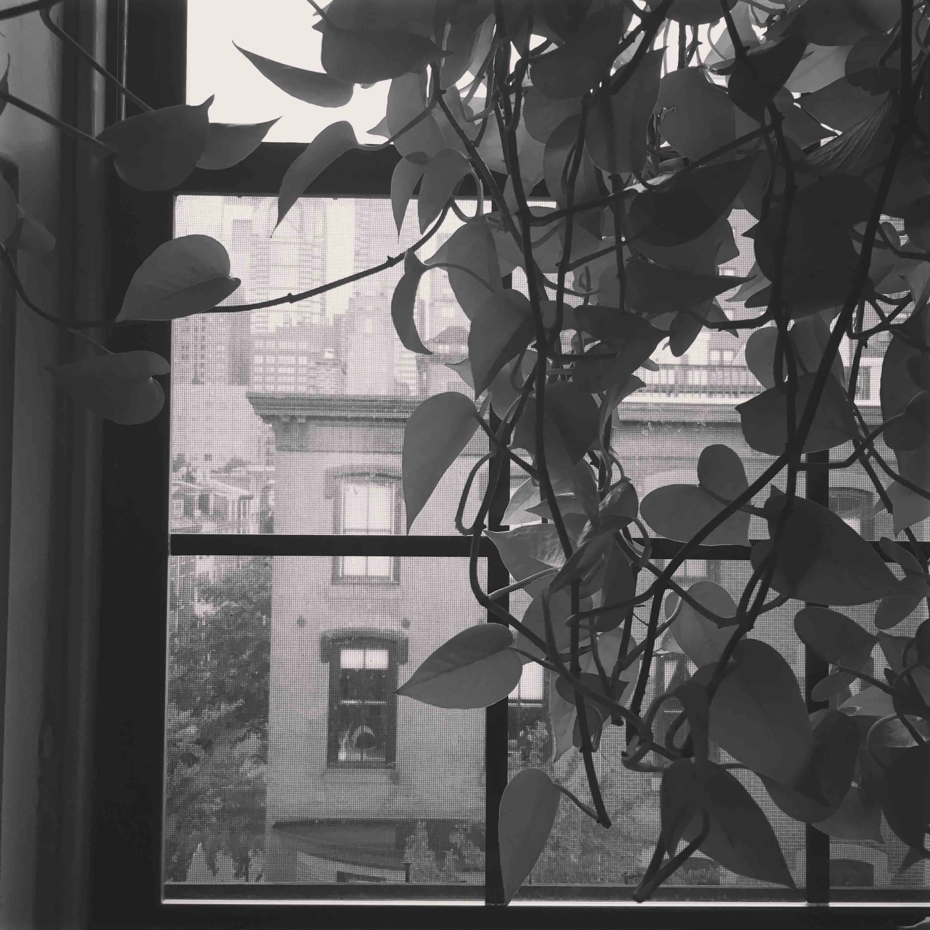 Pothos in my window