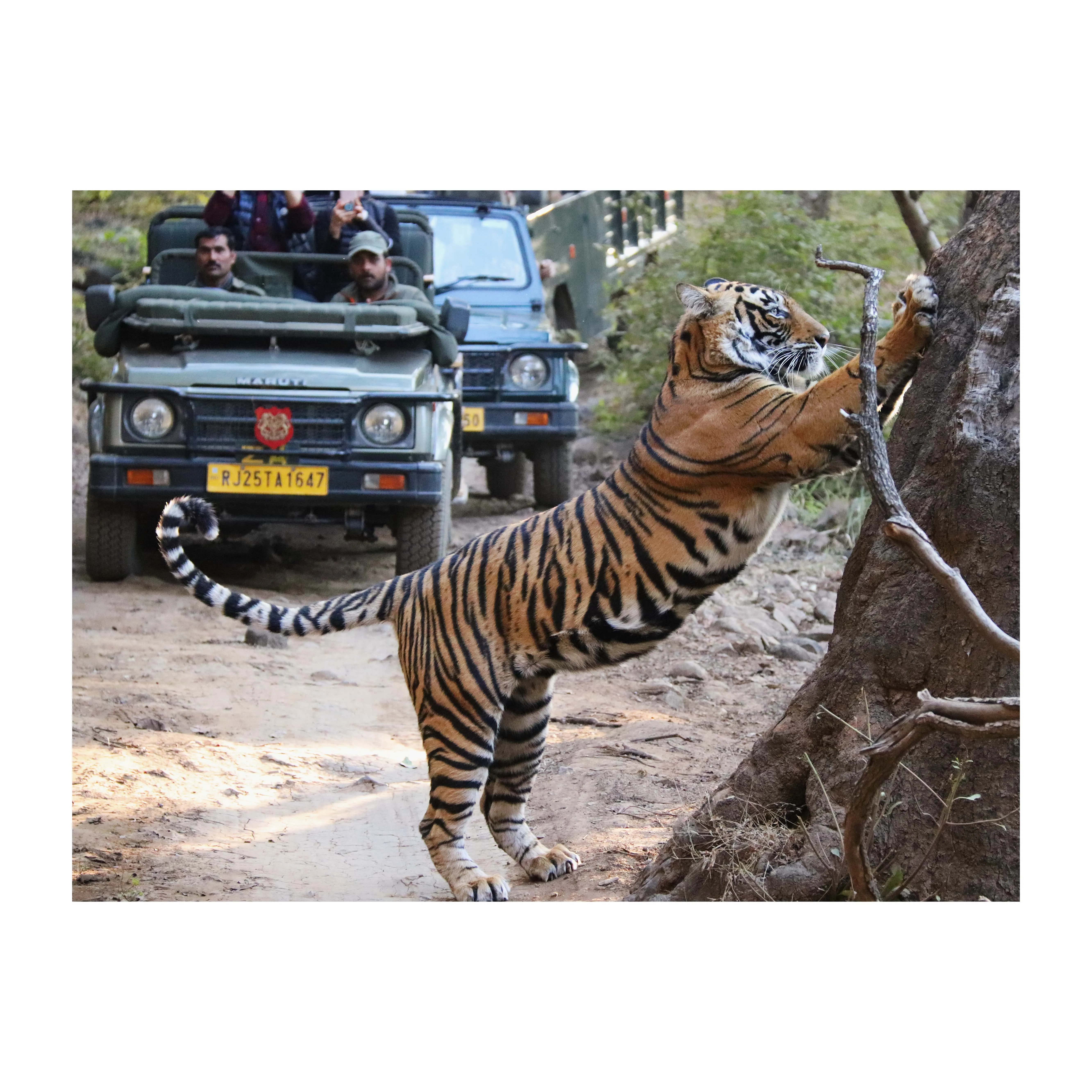Tiger