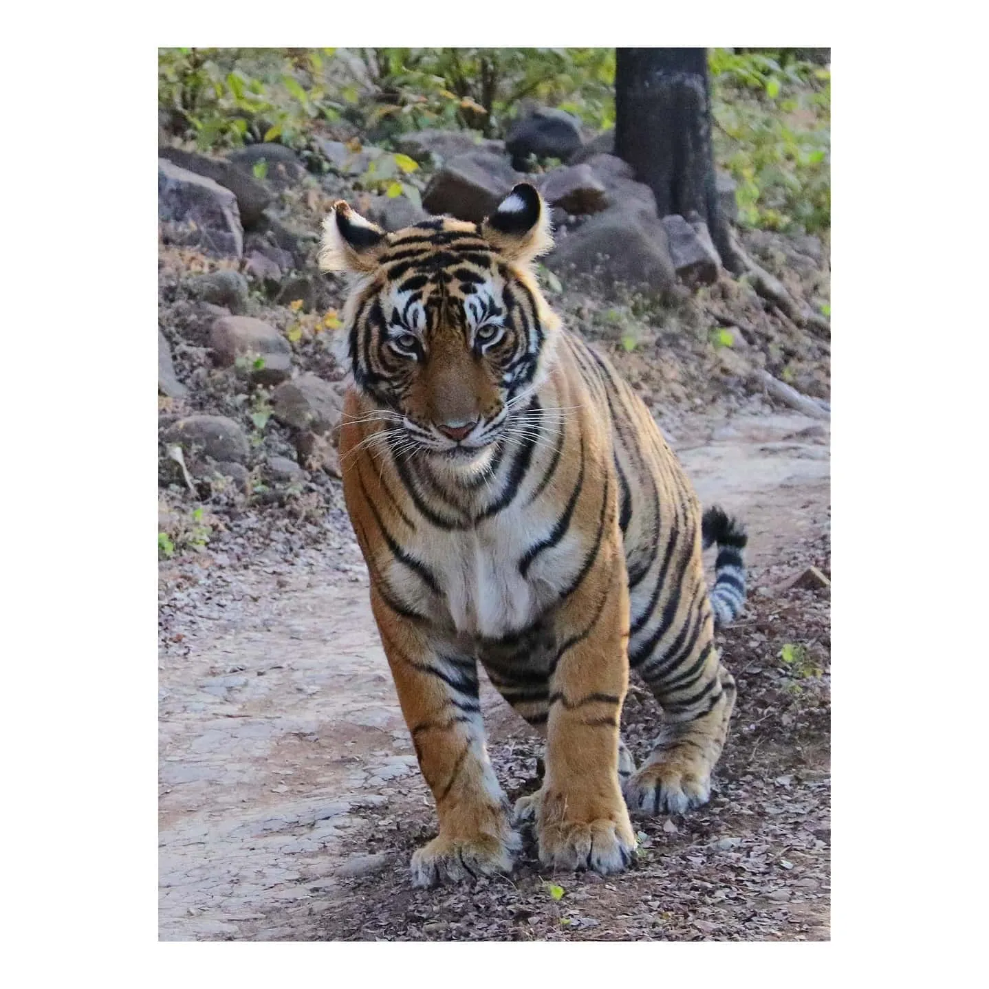 Tiger