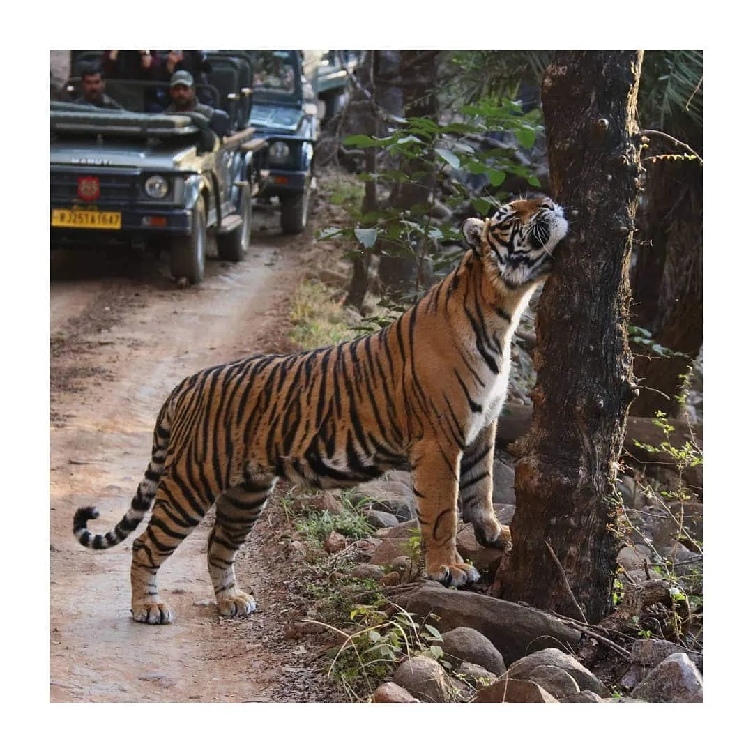 Tiger